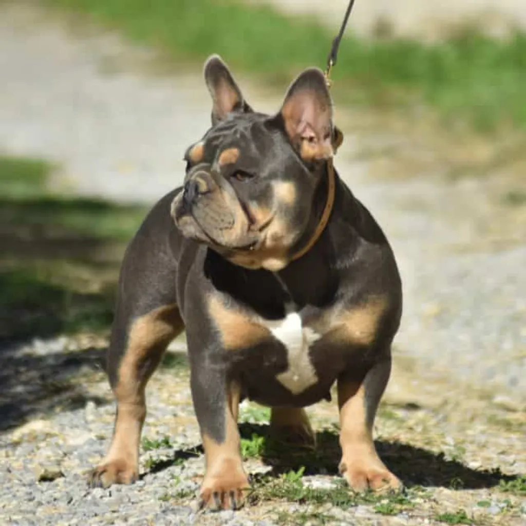 Photo de Kena Femelle bouledogue français bleu tan