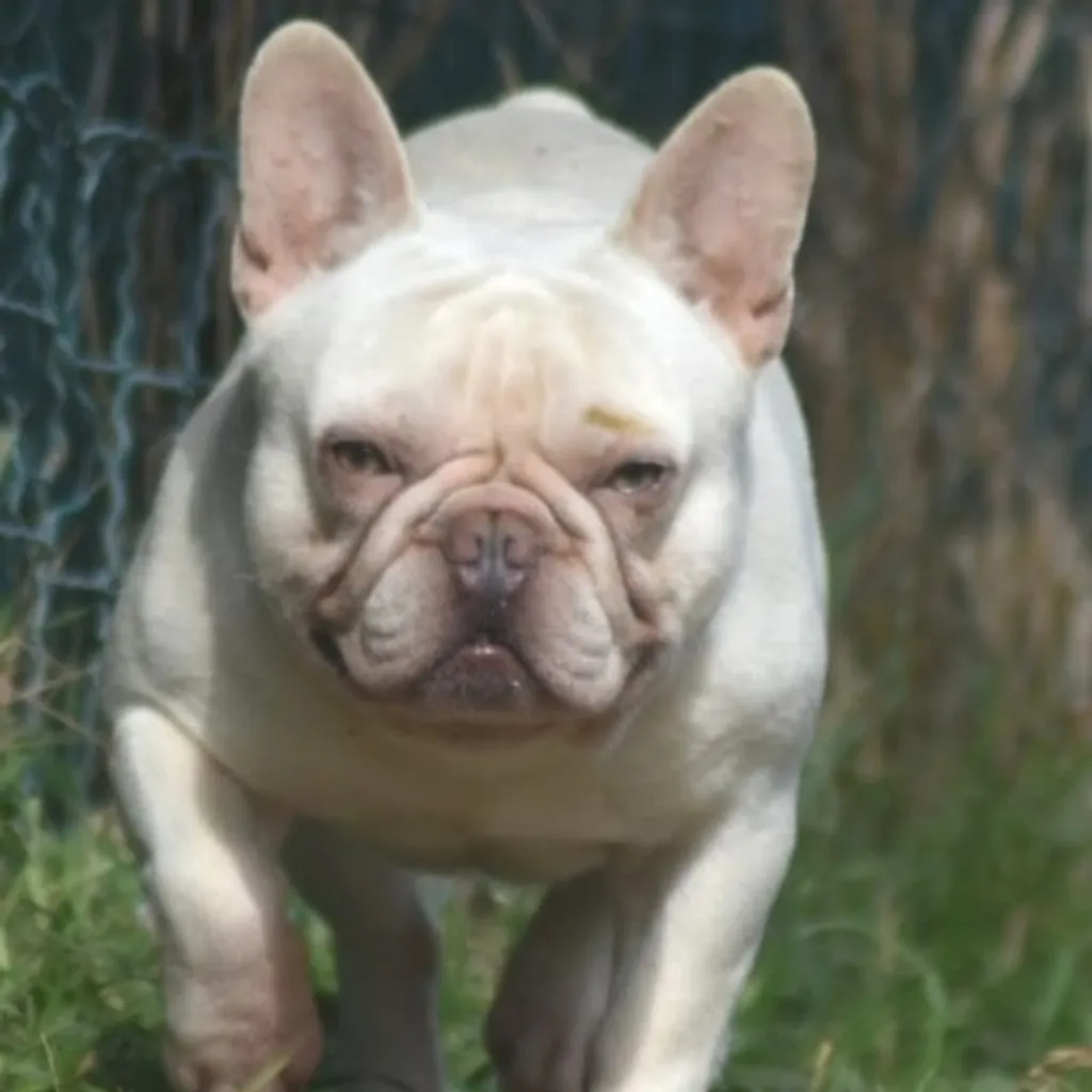 Boy mâle bouledogue français lilas tan platinium