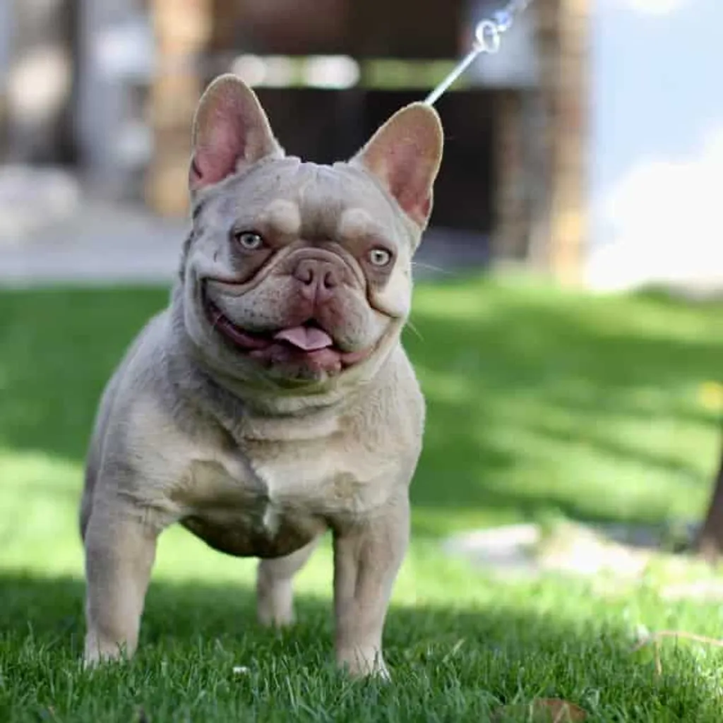 Photo de stitch mâle  Bouledogue Français couleur isabella tan