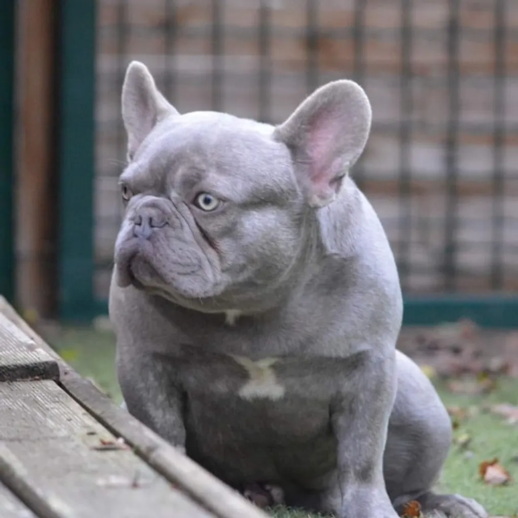 Photo de Simba Bouledogue Français lilas bringé