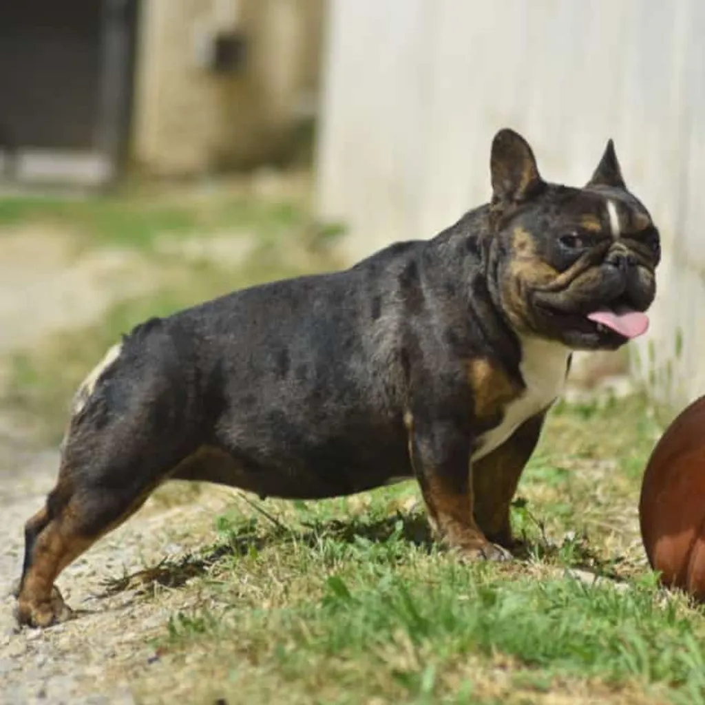 Photo de la femelle Sun bouledogue Français black merle tan