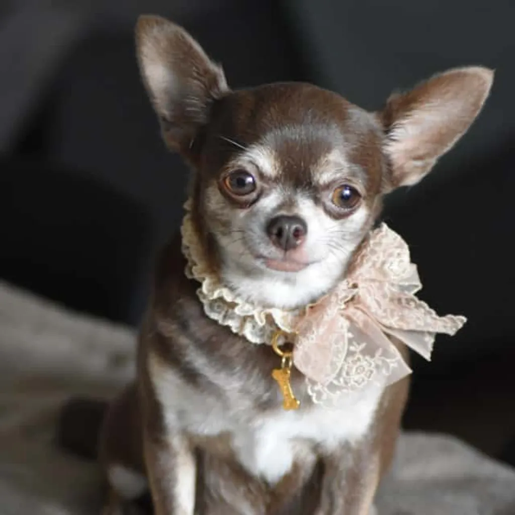 Photo de Nestlé Femelle chihuahua chocolat tan trindle