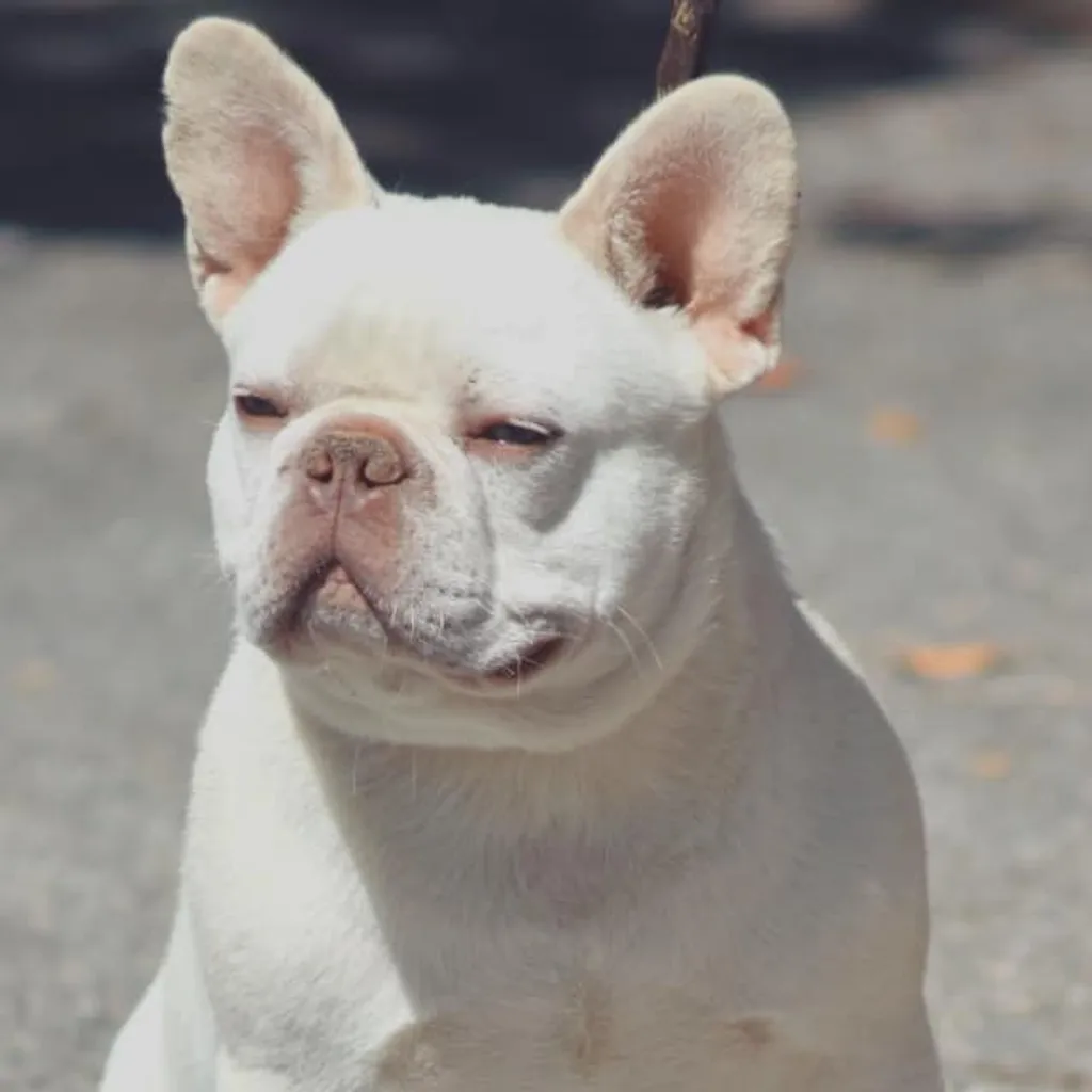 Photo de Pinocchio male bouledogue français lilac tan platinium