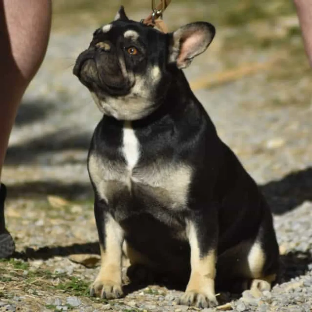 Photo de Everly femelle bouledogue français black tan porteuse fluffy