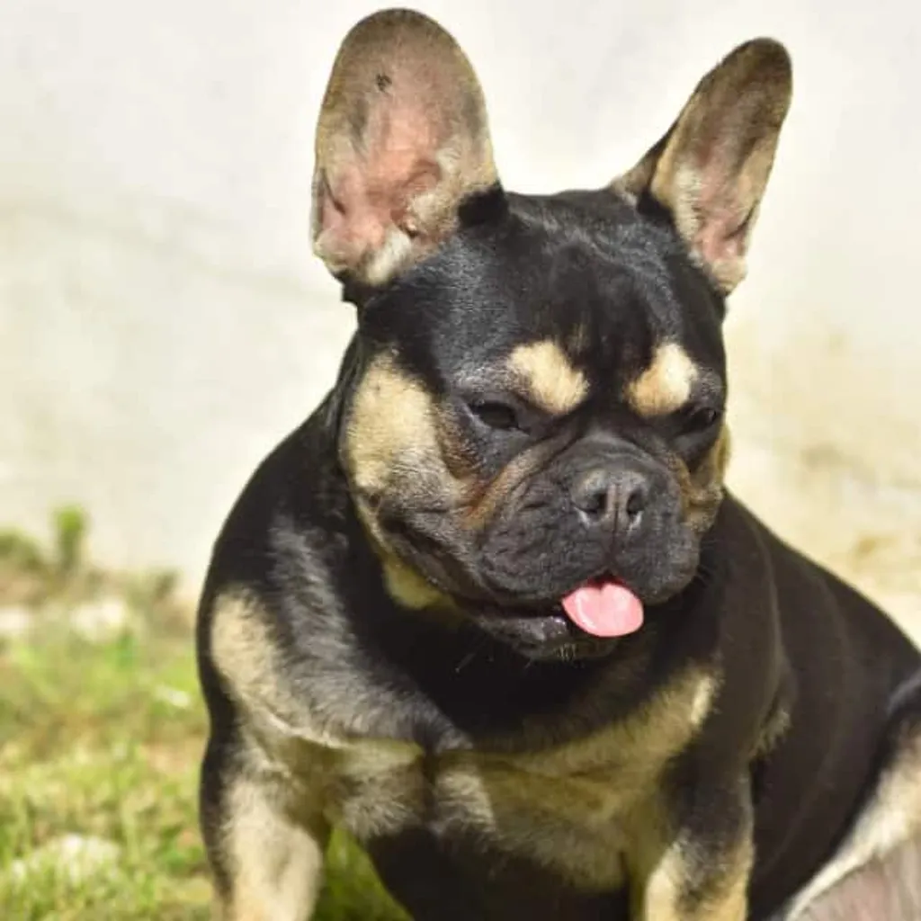 Photo du Bouledogue Français femelle Deanna