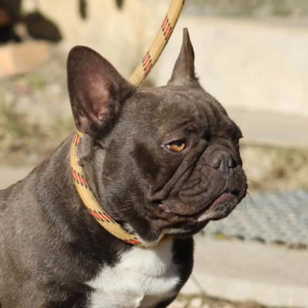 Bouledogue français exotique femelle couleur chocolat