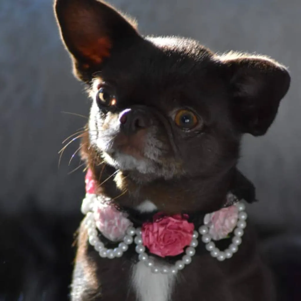 Photo de rose femelle chihuahua