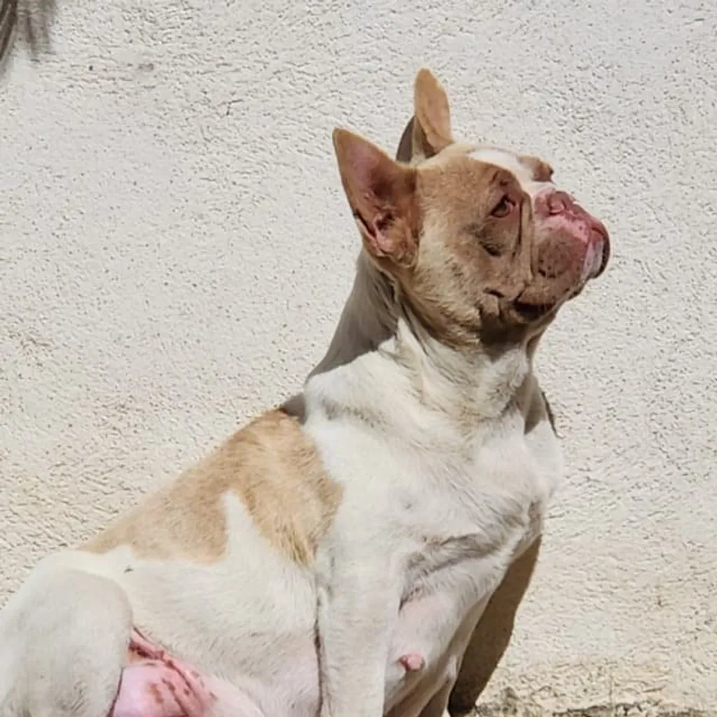 Photo du profil de Petra femelle Bouledogue français caille red nose