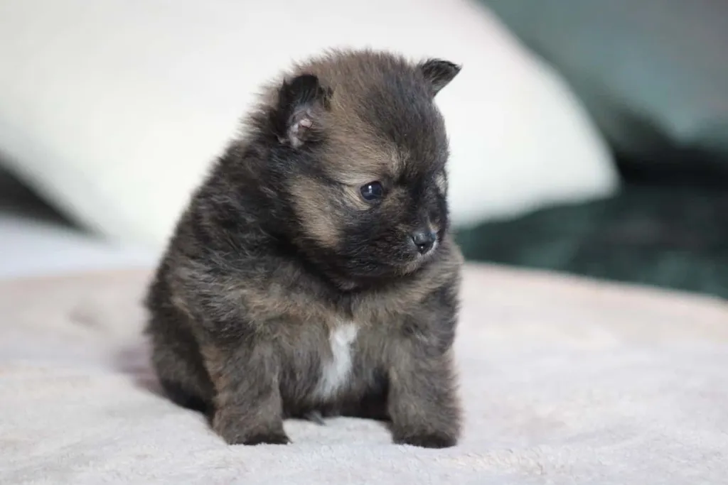 chiot male spitz nain couleur fauve charbonné