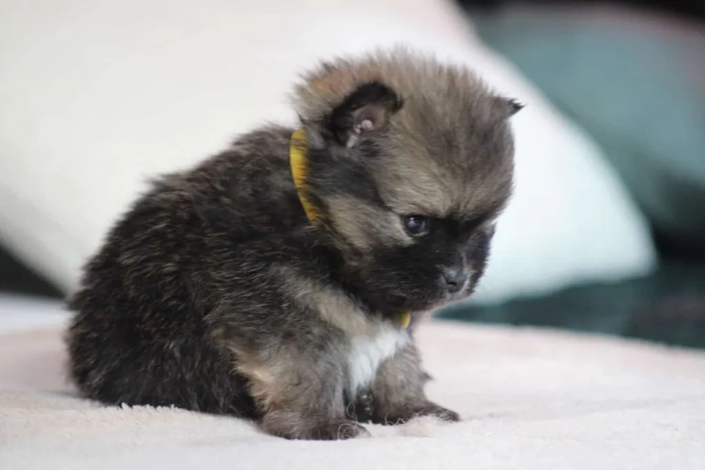 chiot femelle spitz nain couleur fauve charbonnée