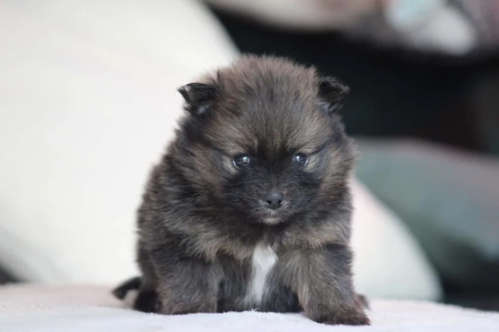 chiot femelle spitz nain couleur fauve charbonnée