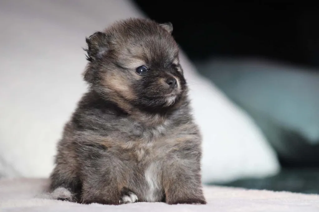 chiot femelle spitz nain couleur fauve charbonnée