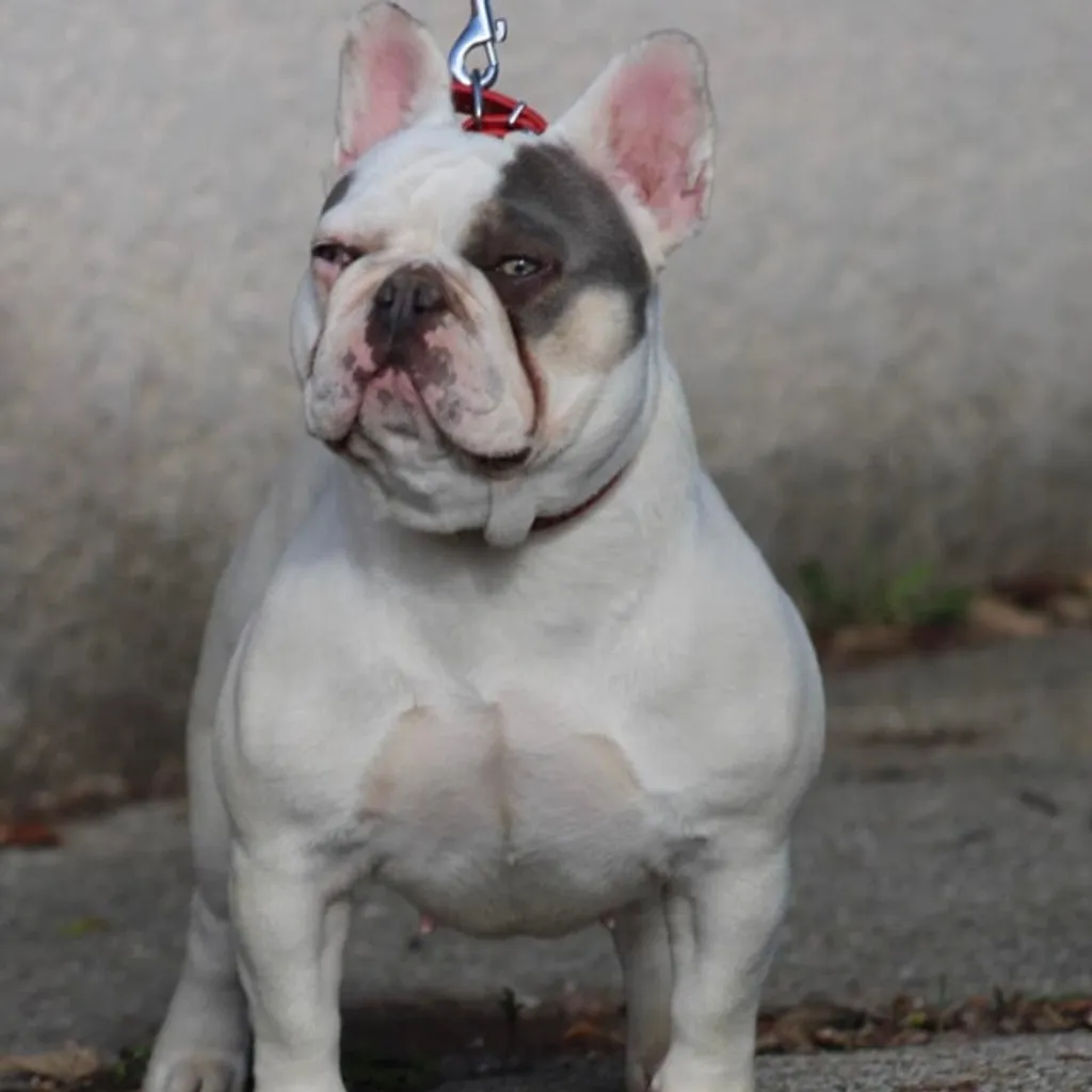 Femelle bouledogue français caille lilas tan