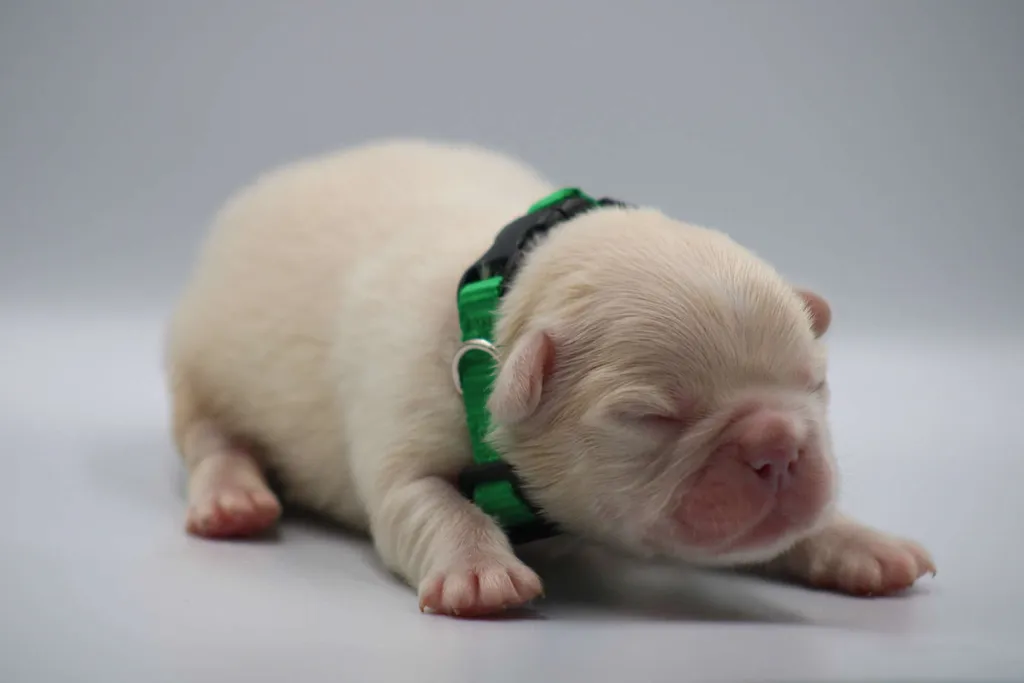 Chiot bouledogue français male couleur lilas tan platinium