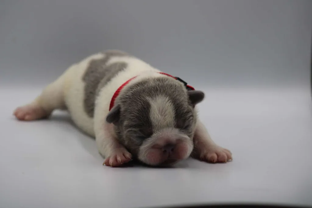 Chiot bouledogue français femelle couleur caille lilas tan