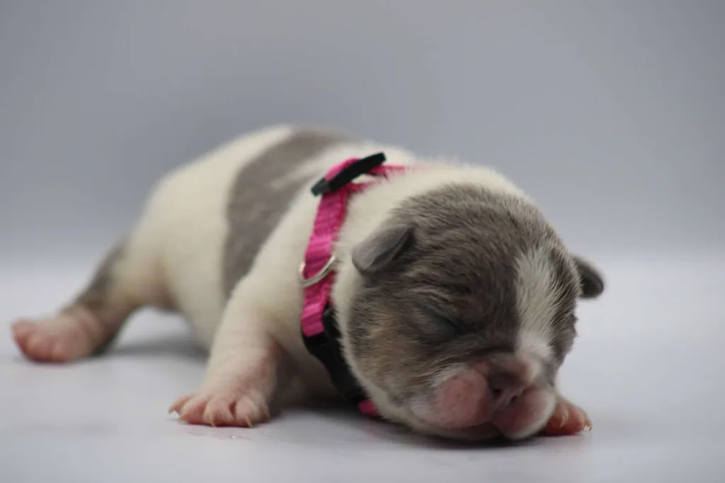 Chiot bouledogue français femelle couleur caille lilas tan