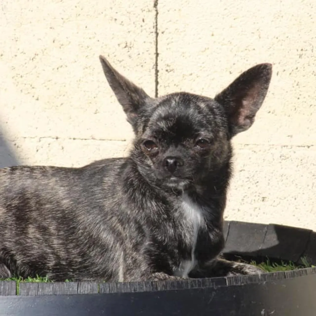 Photo de barbie femelle chihuahua noir bringée