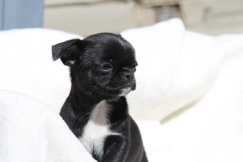 Chiot chihuahua male couleur noir et blanc