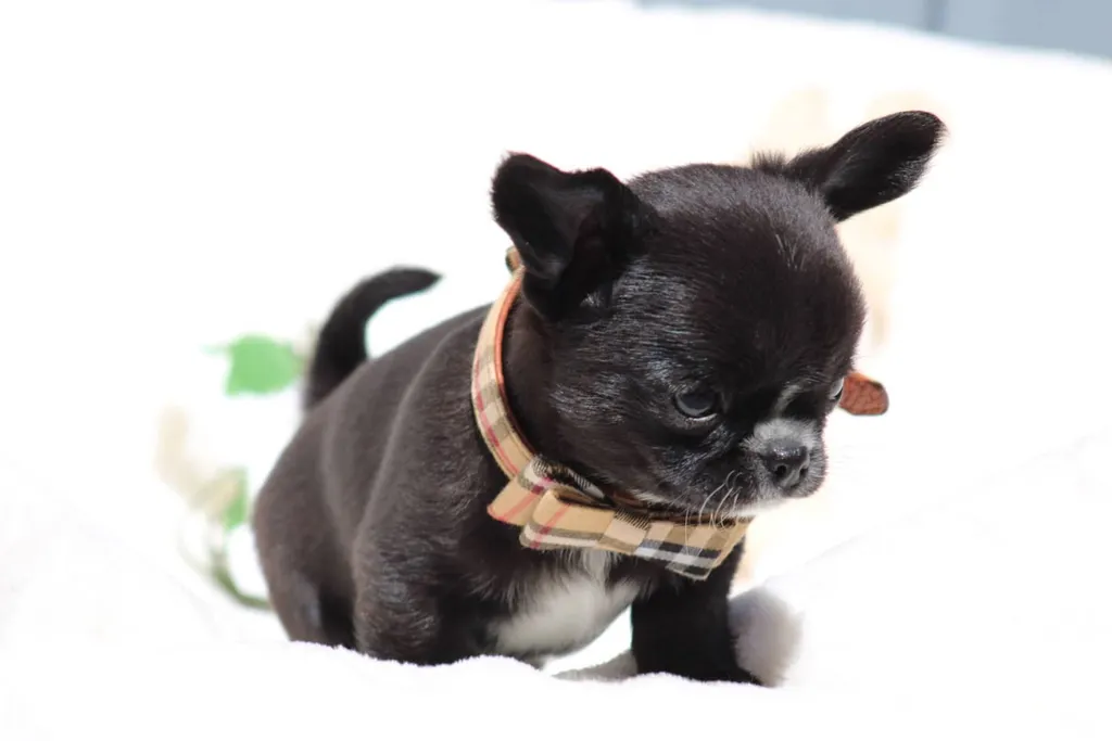 Chiot chihuahua male couleur noir et blanc