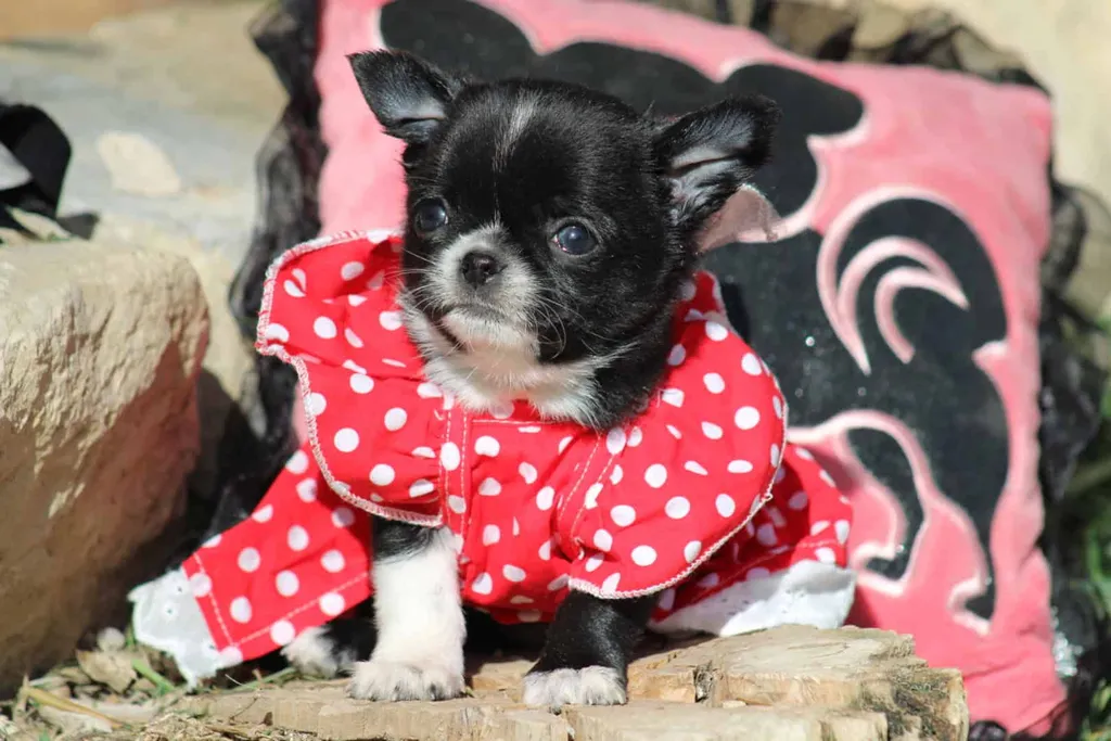 Chiot chihuahua femelle  couleur noir et blanc