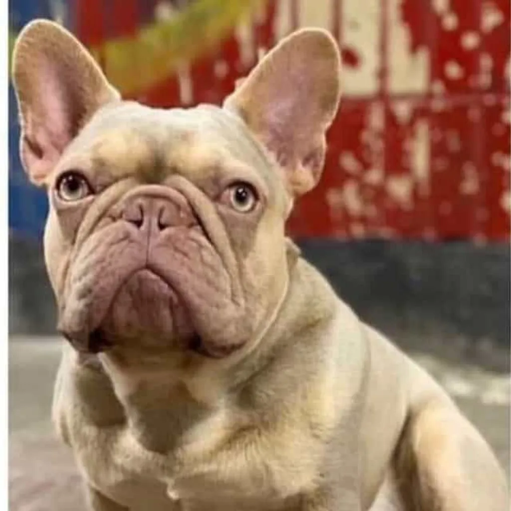 Mâle Bouledogue Français Isabella Tan