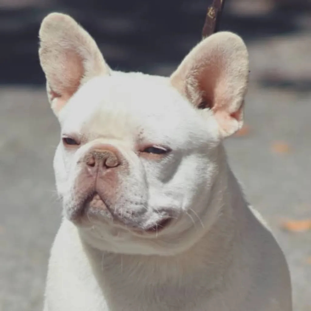 Male Bouledogue Français Lilac tan Platinium