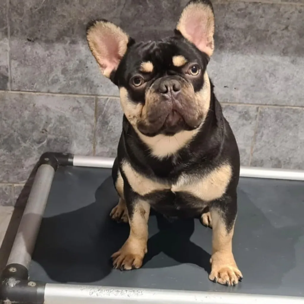 Mâle Bouledogue Français Cocoa Tan