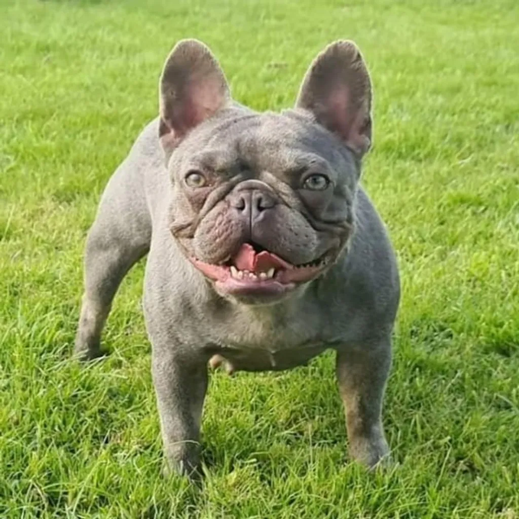 Femelle Bouledogue Français Lilas