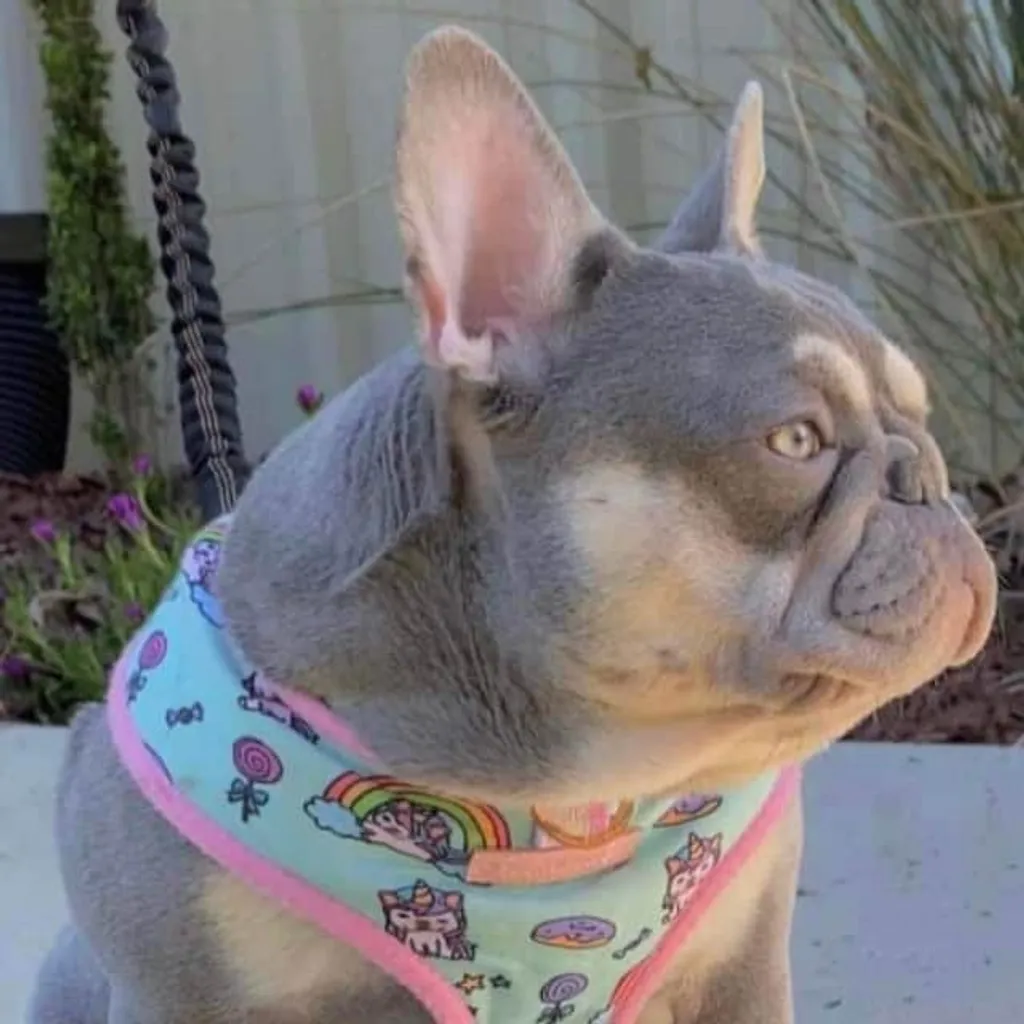 Femelle Bouledogue Français Lilas Tan