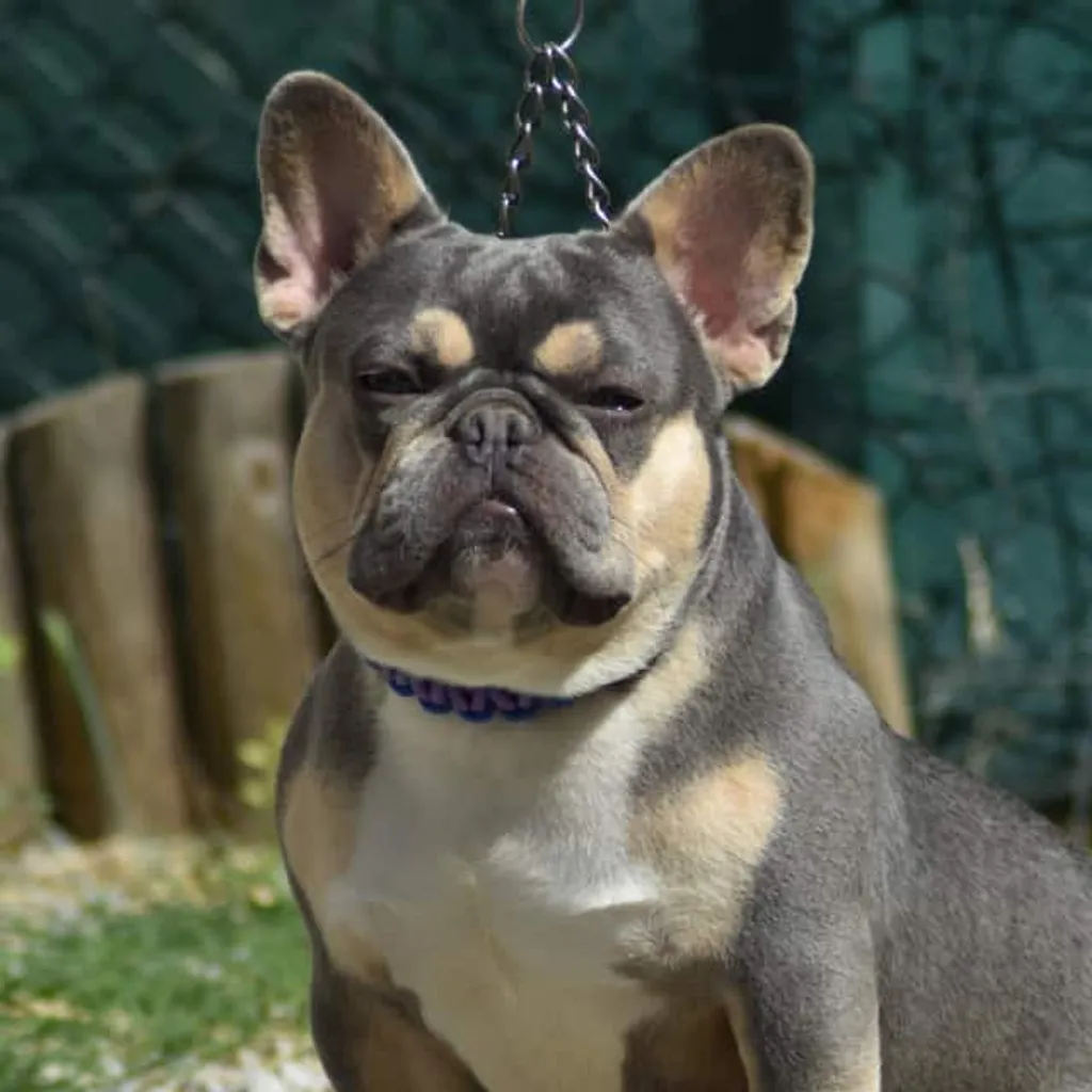 Mâle Bouledogue Français Lilas Tan