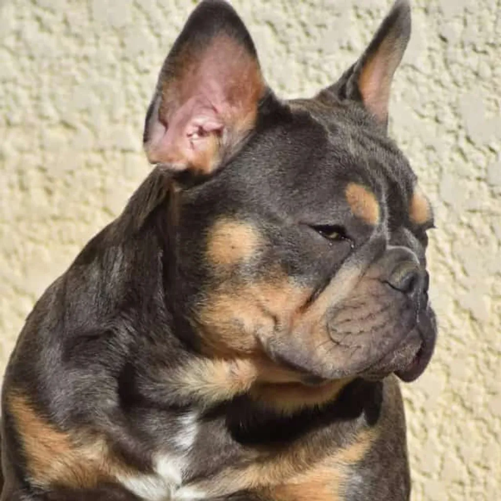 Femelle Bouledogue Français Bleu Tan