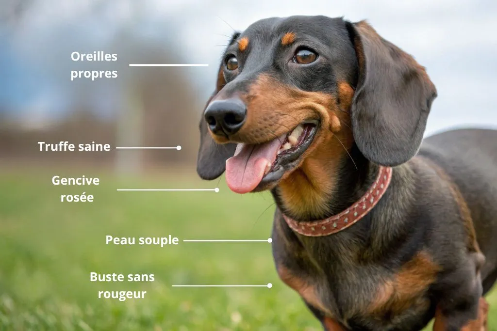 Photo article de Blog : 7 signes qui montrent que votre chien est en bonne santé | Élevage SCBC Dogs