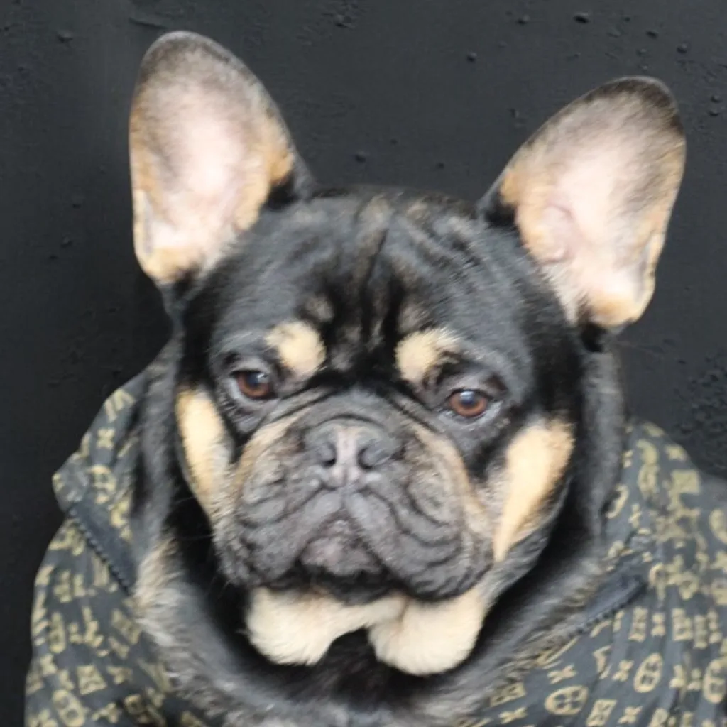 Photo de profil de Blackson Bouledogue Français