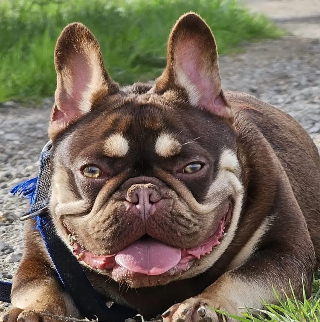 Femelle Bouledogue Français Rojo tan