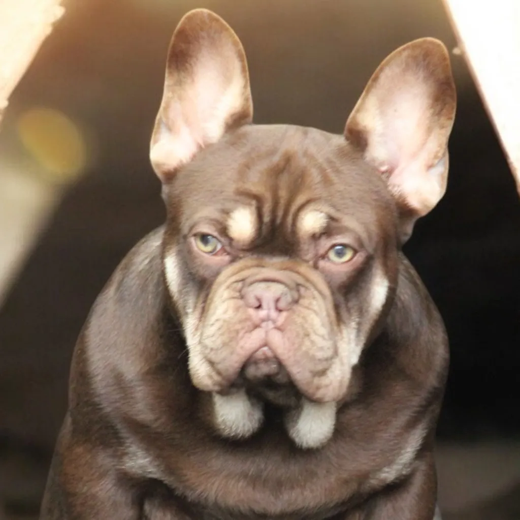 Photo de profil de Stalone Bouledogue Français