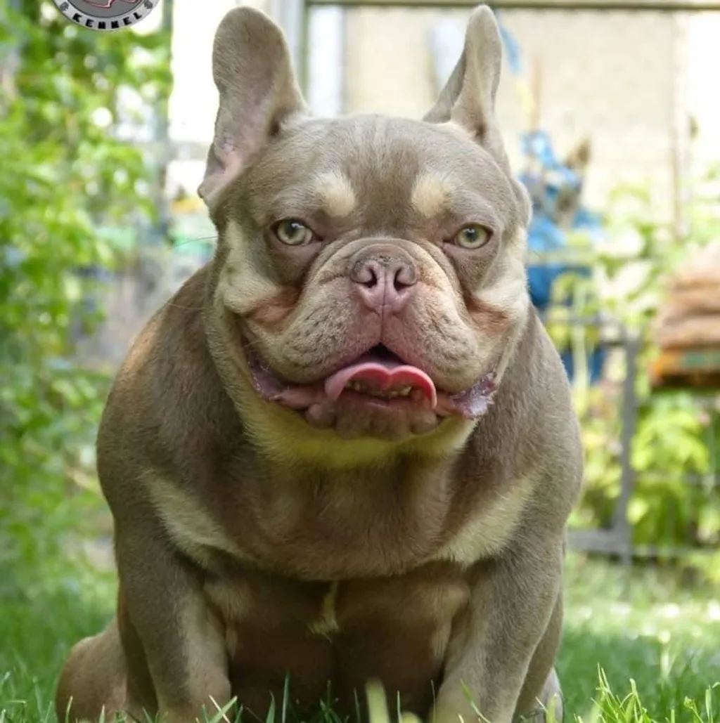 Male Bouledogue Français Isabella Tan