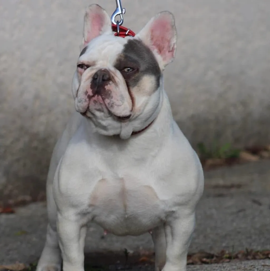 Femelle Bouledogue Français Caille lilas tan