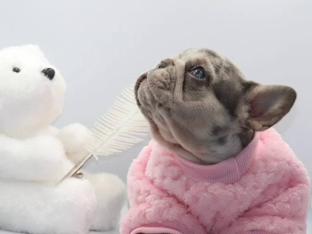 chiot bouledogue français lilas merle tan avec un ours en peluche blanc | Article Élevage SCBC Dogs