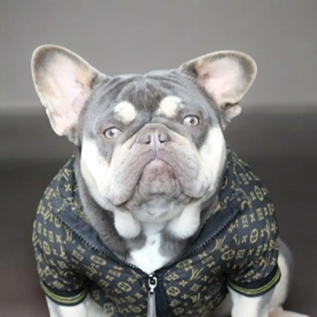 Photo de profil de Fourmi Bouledogue Français