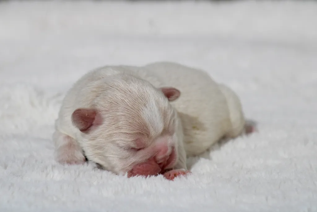 chiot bouledogue francais lilac tan platinium à vendre