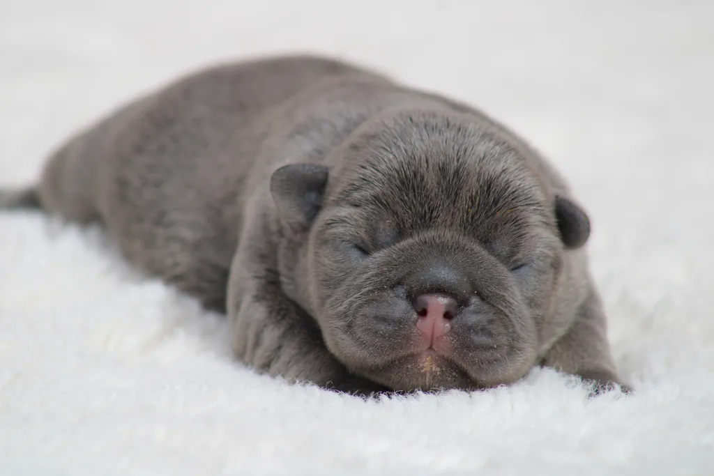 Chiots femelle bouledogue français exotique couleur bleu tan disponible à la réservation