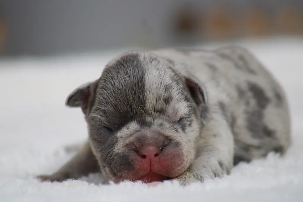 Chiots male bouledogue français exotique couleur bleu merle tan