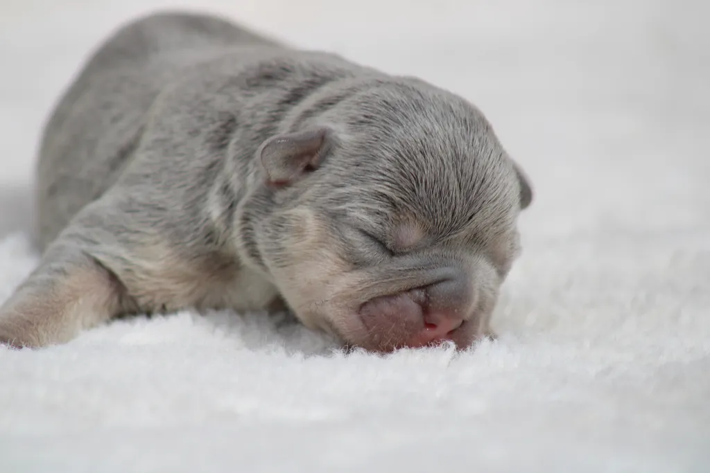 Chiots femelle bouledogue français exotique disponible à la réservation