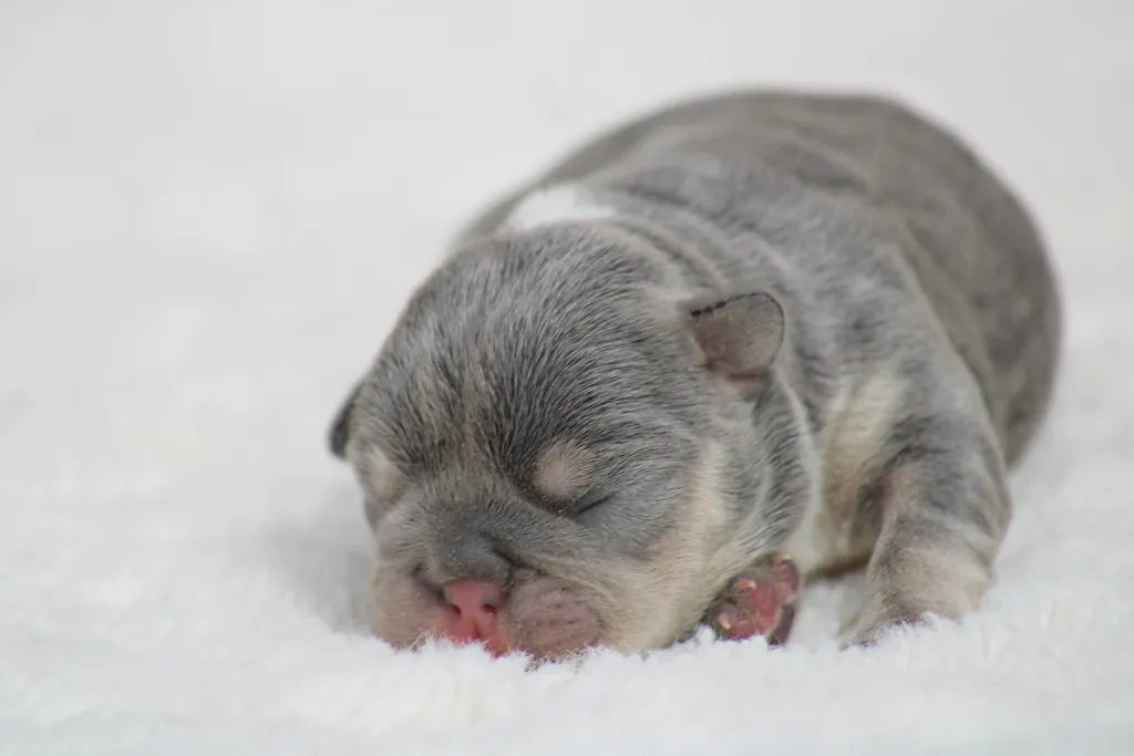 Chiots femelle bouledogue français exotique couleur bleu tan