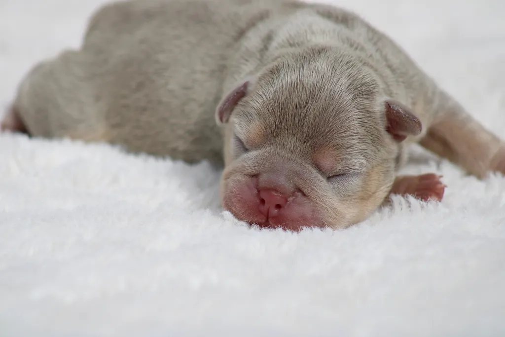 Chiots femelle bouledogue français exotique couleur Isabella tan new shade cherry tan