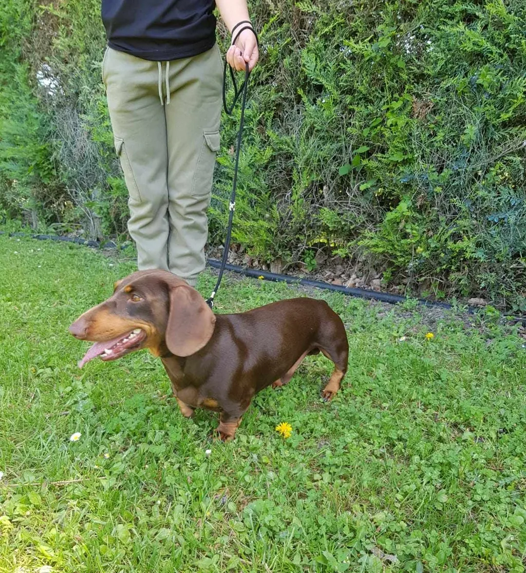 Male Teckel Chocolat tan