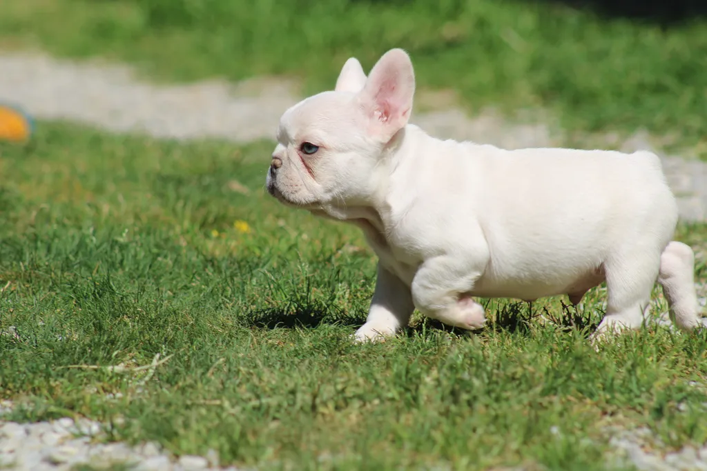 chiot male bouledogue francais lilas tan platinium disponible à la réservation