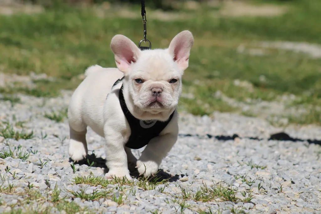 chiot male bouledogue français lilas tan plantinium disponible à vendre