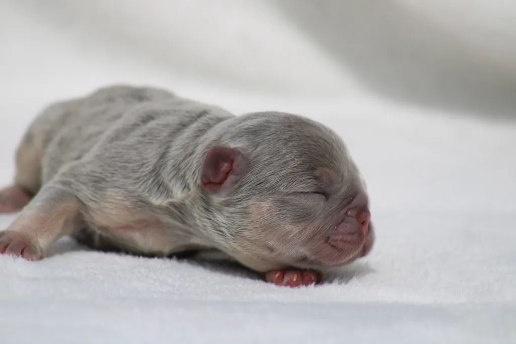 chiot male bouledogue français de couleur lilas tan