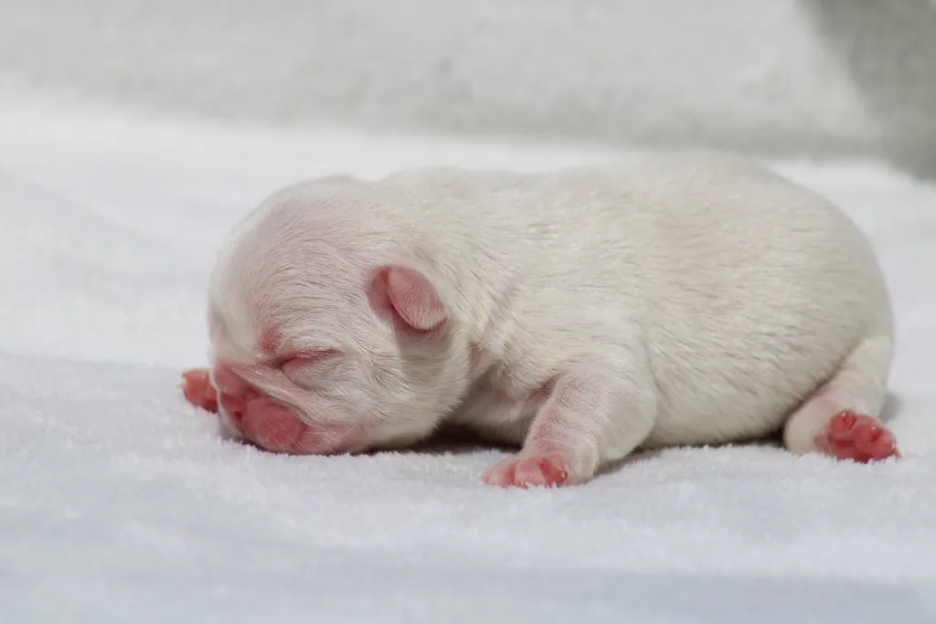 chiot femelle bouledogue français de couleur lilas tan platinium